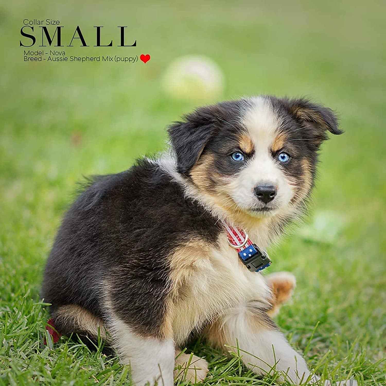American Flag Dog Collar - Classic Design Available in 5 Sizes (Small)