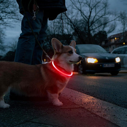 NightGlow LED Dog Collar (Red) - USB-Rechargeable - Perfect for those night walks